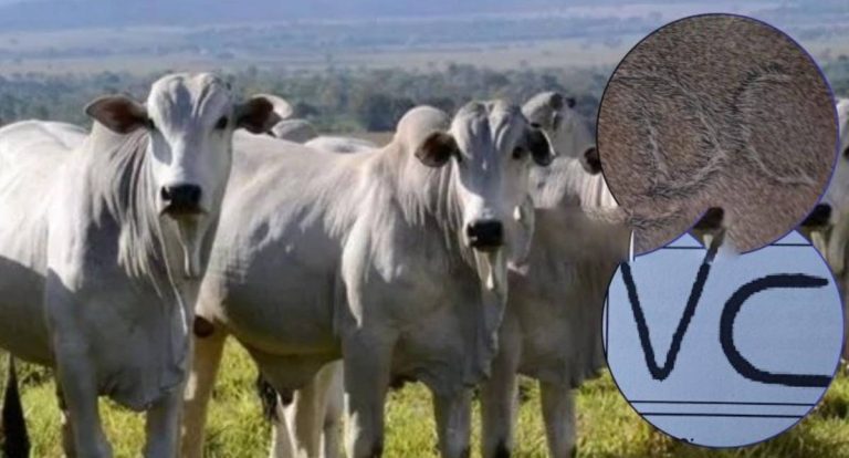 Furto de 40 bois é registrado em propriedade rural em Rondônia