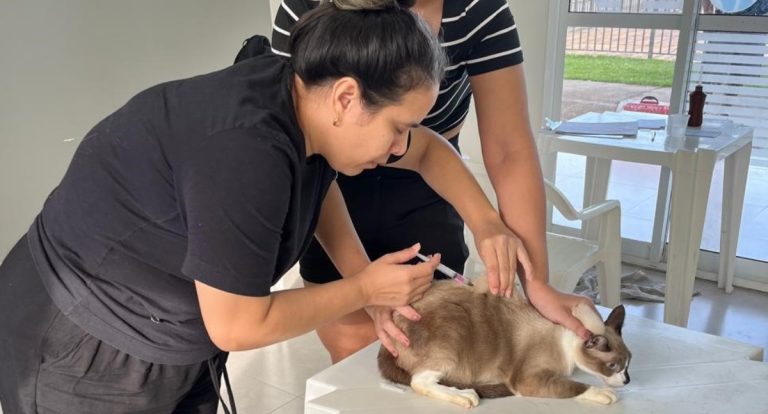 Prefeitura de Porto Velho realiza vacinação itinerante e imuniza mais de 600 animais contra a raiva - News Rondônia