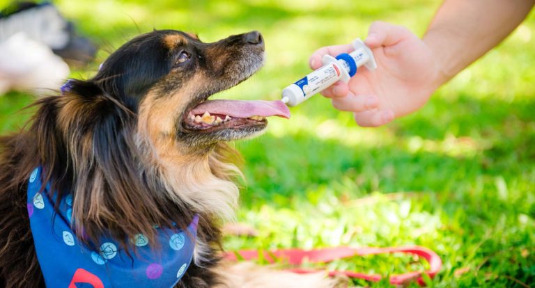 Suplementos manipulados ganham espaço na medicina veterinária - News Rondônia