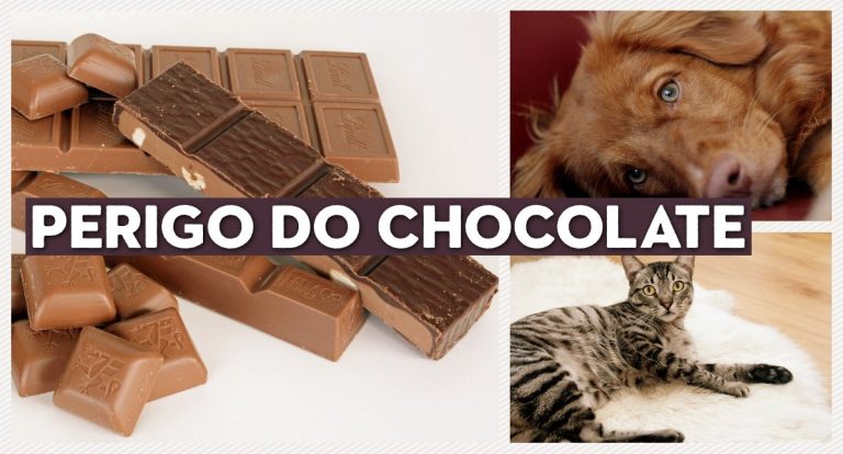 Como proteger seu pet dos perigos do chocolate nesta Páscoa - News Rondônia