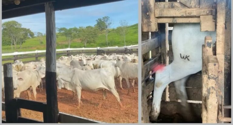 Produtor denuncia golpe de R$ 67 mil na venda de novilhas em Alta Floresta do Oeste