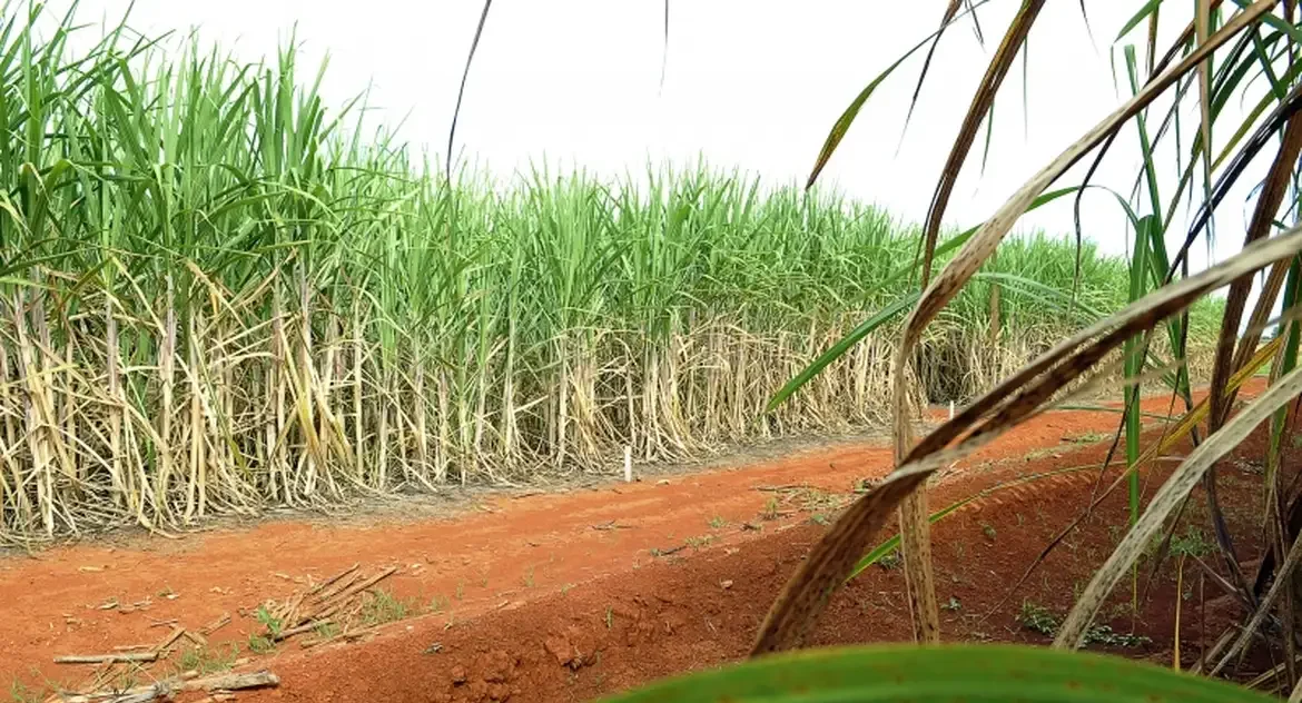 Produção de cana-de-açúcar deve cair 2% em 2025/26 por clima adverso no Sudeste, projeta Conab