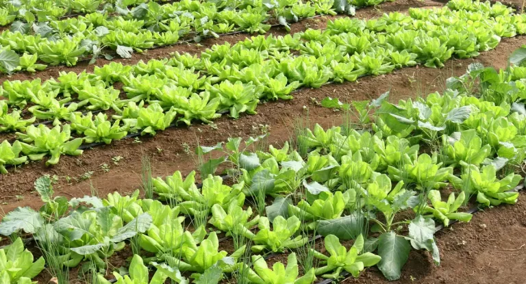Batata e alface registram queda de preços em março, enquanto tomate sobe mais de 40%