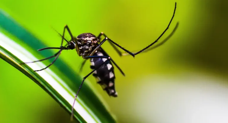 Ministério da Saúde solicitará incorporação da vacina contra chikungunya ao SUS após aprovação da Anvisa