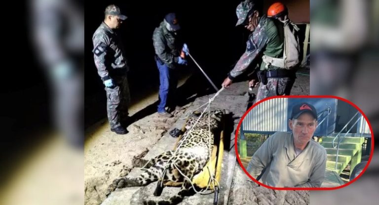 Onça-pintada suspeita de matar caseiro no Pantanal é capturada por força-tarefa