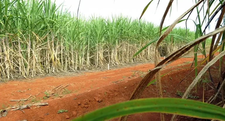 Brasil tem segunda maior safra de cana da história, mas produção cai 5,1% em 2024/25 devido a clima e queimadas
