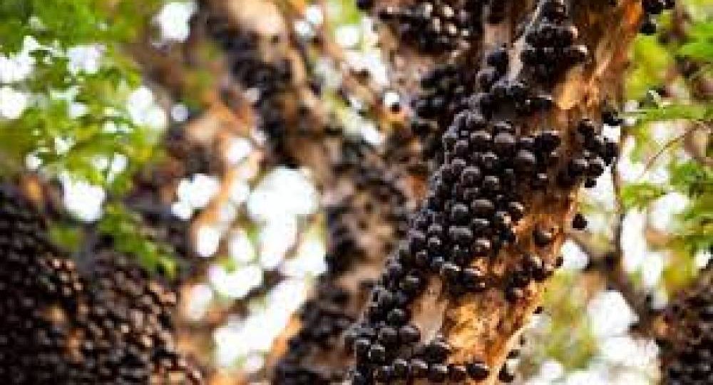 Mulher impede furto de jabuticabeira, é ameaçada por suspeita com enxadão e aciona a PM