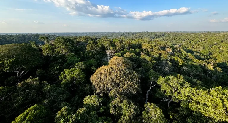 Conferência Nacional do Meio Ambiente entrega 104 propostas de políticas públicas com foco em justiça climática, educação e combate a incêndios