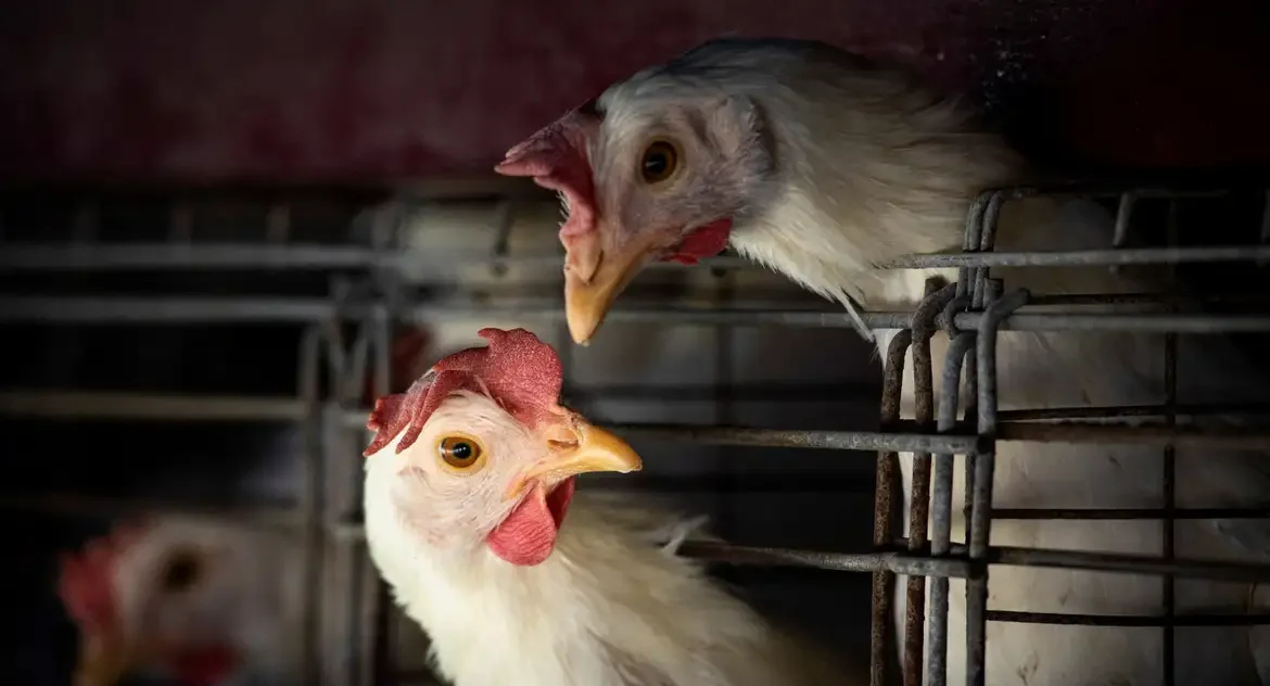 Brasil confirma dois casos de gripe aviária no RS e investiga outros seis em diferentes estados