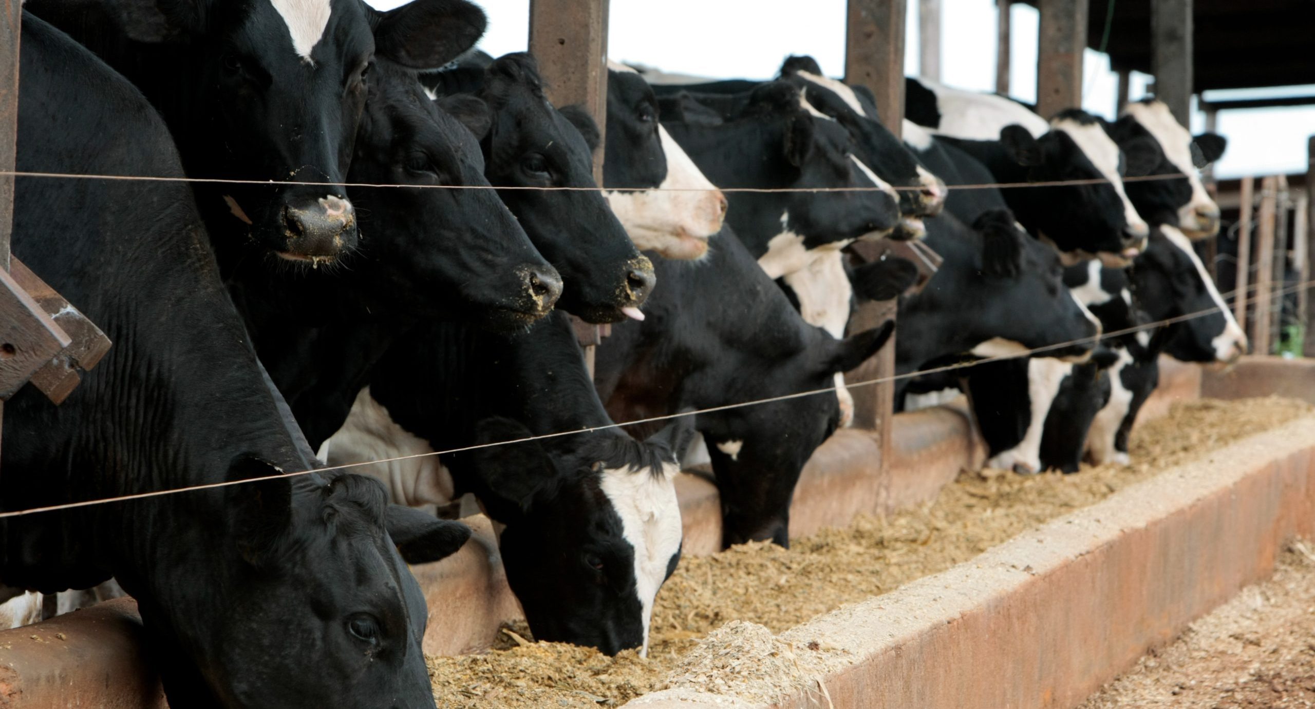 Sebrae destacará avanços genéticos na pecuária leiteira durante a Rondônia Rural Show