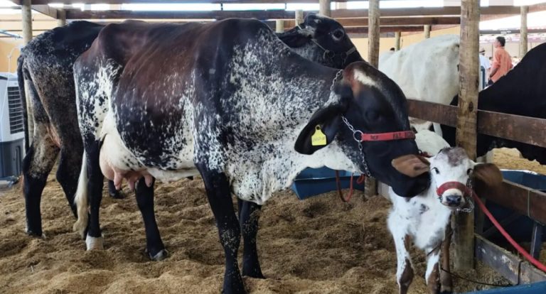 Força-tarefa intensifica fiscalização e orientações sanitárias na 12ª Rondônia Rural Show