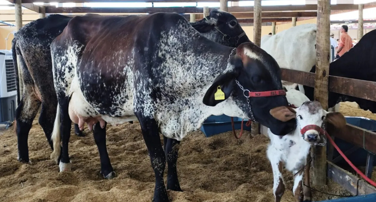 Força-tarefa intensifica fiscalização e orientações sanitárias na 12ª Rondônia Rural Show