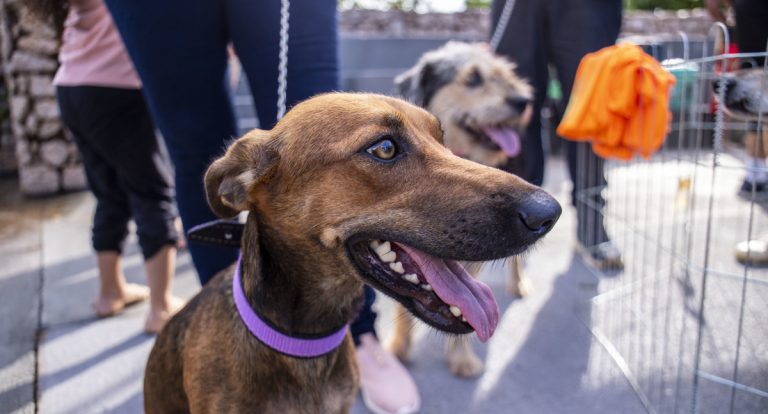 Prefeitura lança Chamamento Público para contratar empresa responsável pelo bem-estar animal em Porto Velho - News Rondônia