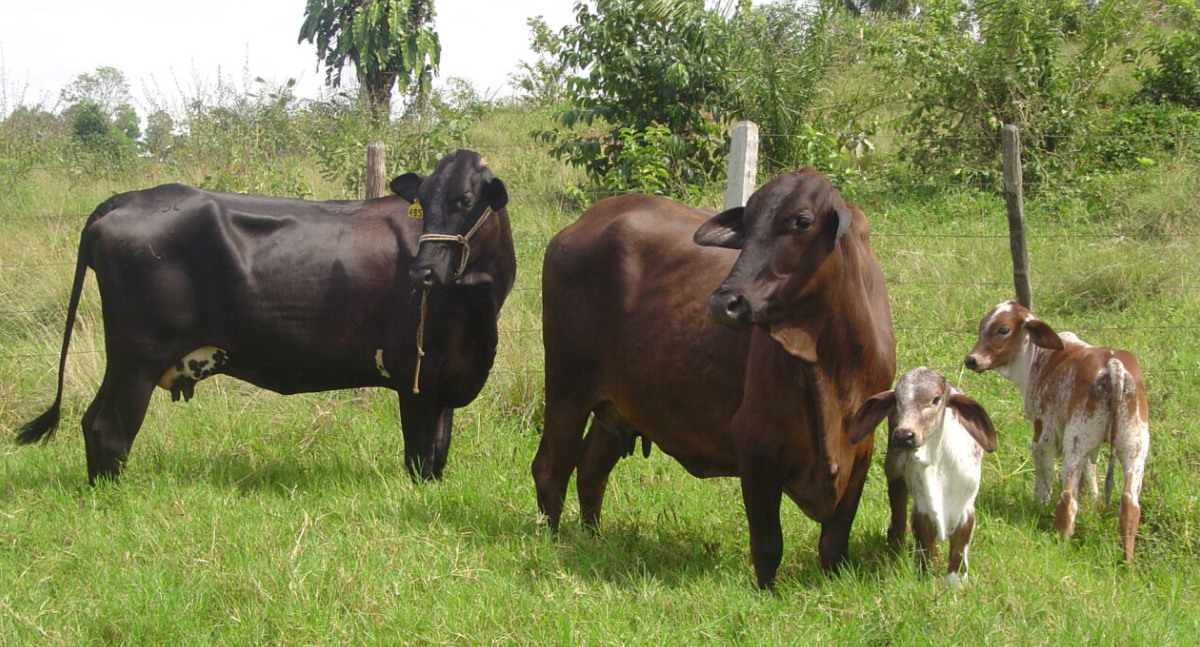 Produtores rurais de Rondônia recebem apoio com assistência técnica e ações de desenvolvimento agropecuário