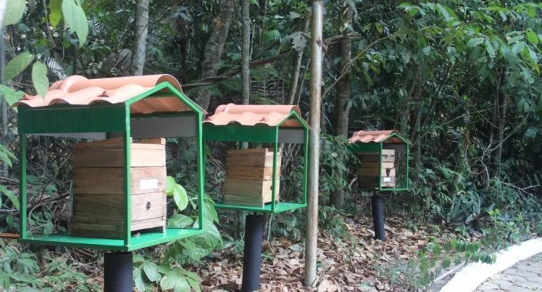 Oficina sobre criação de abelhas sem ferrão será realizada em 24 de maio com ênfase na preservação ambiental e renda sustentável - News Rondônia