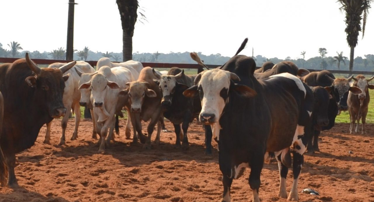 Produtores rurais devem atualizar dados agropecuários junto à Idaron a partir de hoje