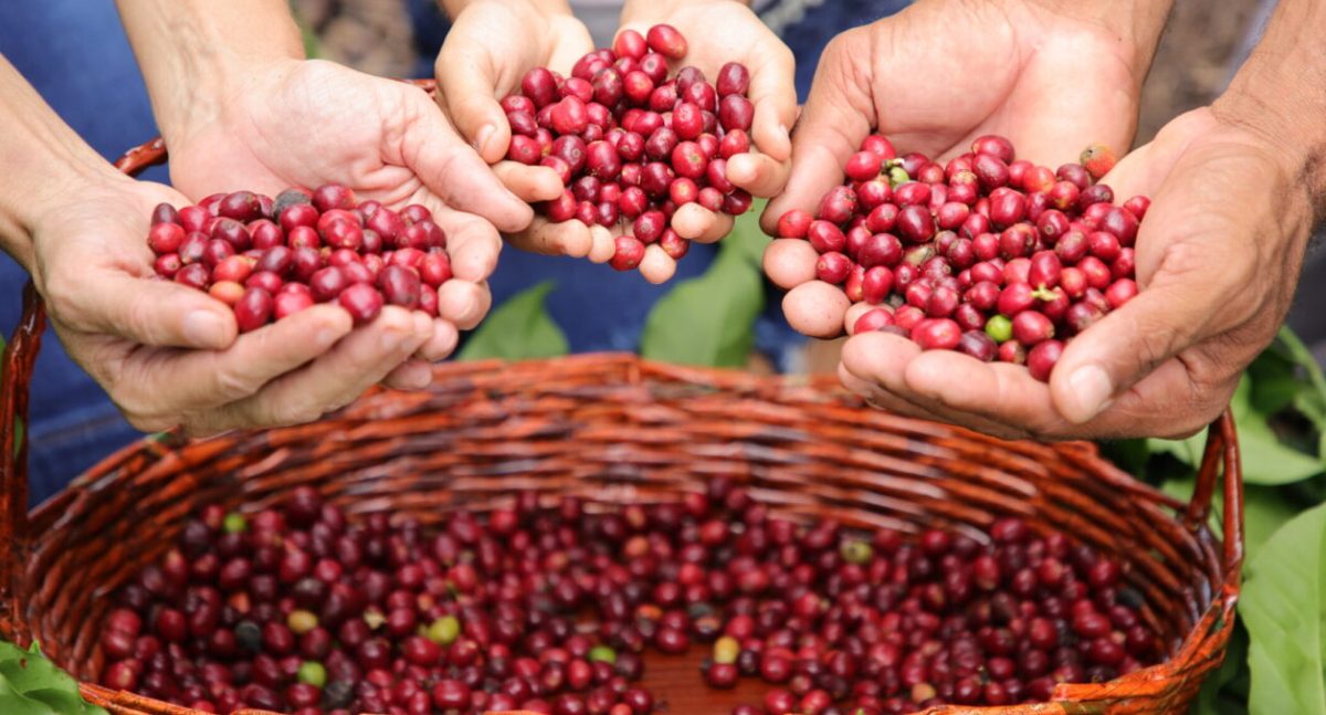 Colheita do café será lançada em cerimônia do Governo de RO neste sábado (17), em São Miguel do Guaporé