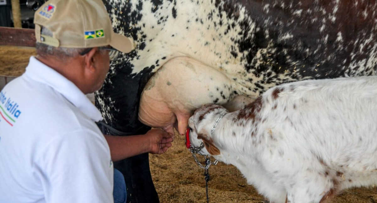 Concursos promovidos na 12ª Rondônia Rural Show Internacional incentivam a cadeia produtiva do leite