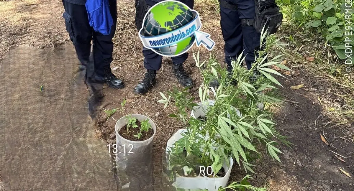 PM recupera celulares roubados de funcionários da Sedam e descobrem plantação de maconha em condomínio