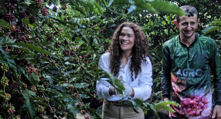 Início da colheita do café evidencia compromisso do governador Marcos Rocha com avanço da cafeicultura - News Rondônia