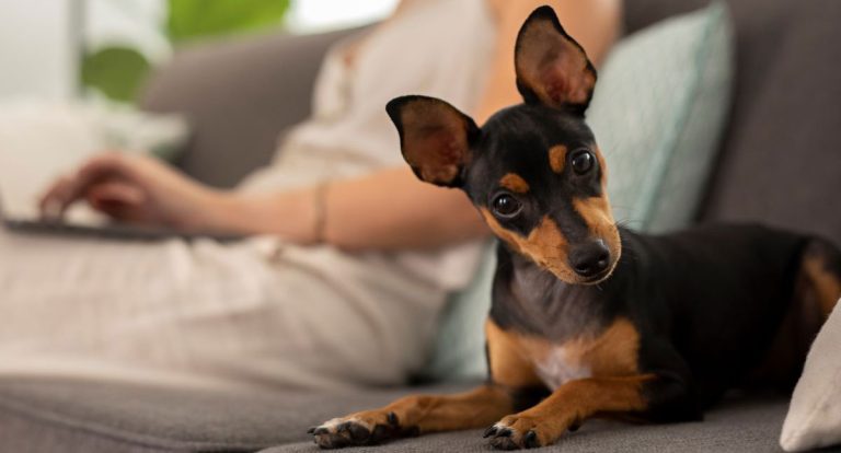 Animais de estimação em apartamentos exigem cuidados especiais - News Rondônia