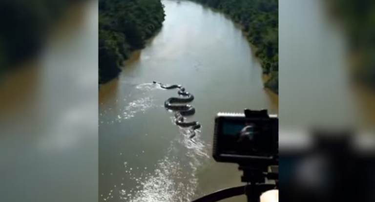Vídeo de cobra 'gigante' no Rio Amazonas viraliza, mas especialistas apontam uso de inteligência artificial