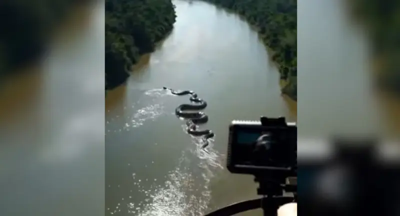 Vídeo de cobra 'gigante' no Rio Amazonas viraliza, mas especialistas apontam uso de inteligência artificial