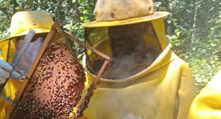 Dia Mundial das Abelhas é comemorado em Porto Velho com incentivo à produção de mel na agricultura familiar - News Rondônia
