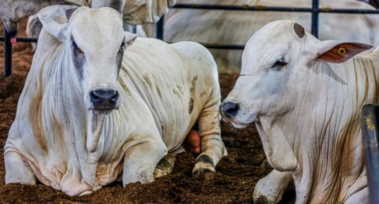 Brasil alcança status de área livre de febre aftosa sem vacinação, assim como Rondônia