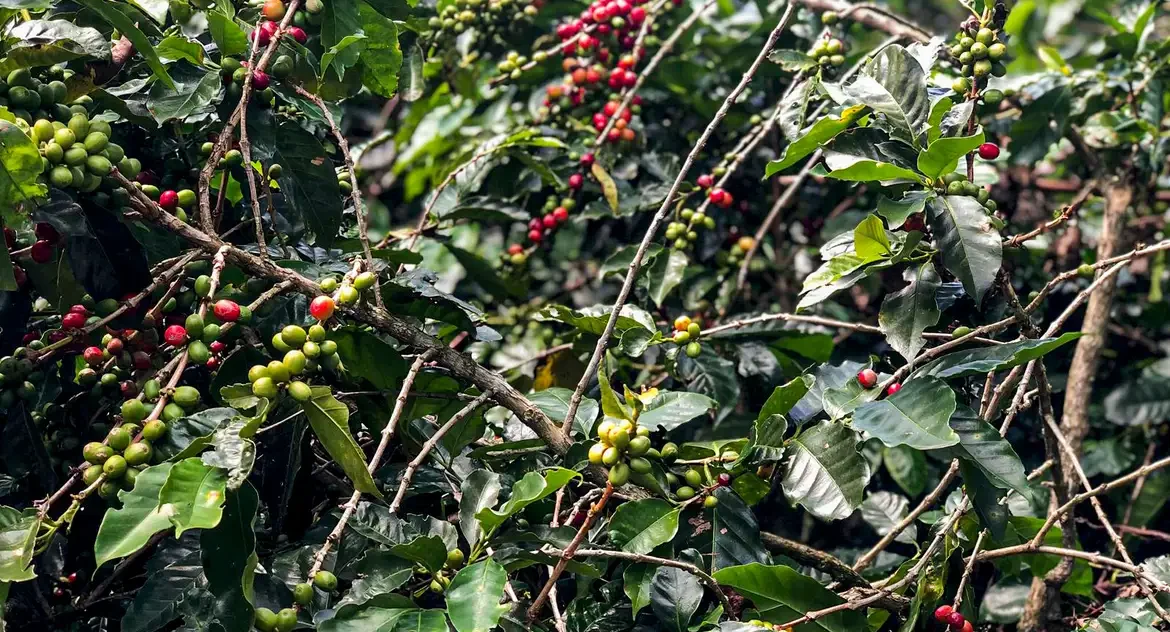 Safra de café no Brasil deve crescer 2,7% em 2025 e atingir 55,7 milhões de sacas, segundo Conab