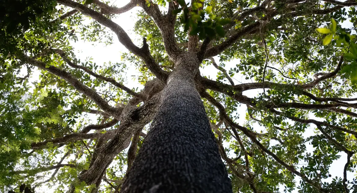 Projeto de lei sobre licenciamento ambiental é criticado por fragilizar normas e reduzir responsabilidade por impactos