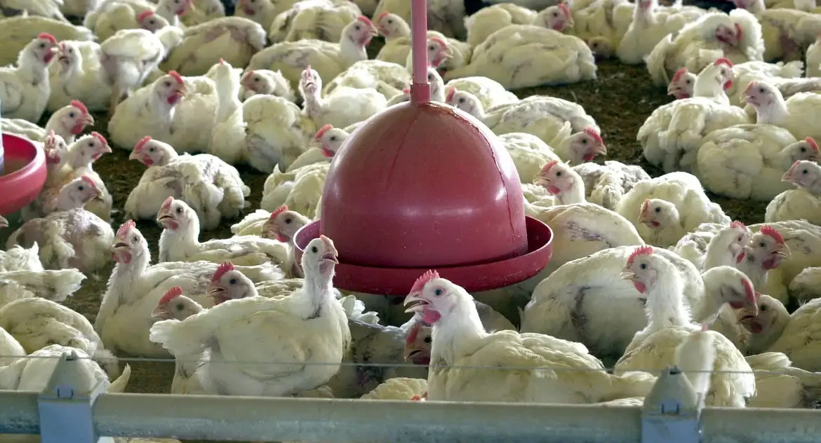China, União Europeia e Argentina suspendem importações de carne de frango do Brasil após caso de gripe aviária