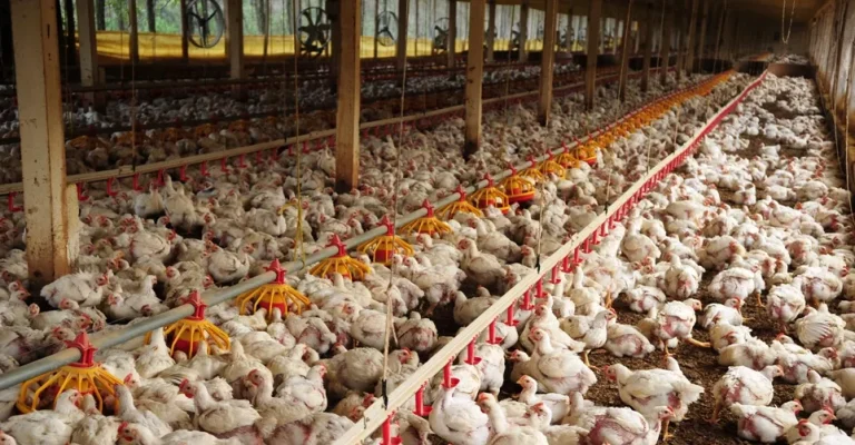 Gripe aviária em granja comercial: O que você precisa saber sobre riscos e transmissão - News Rondônia