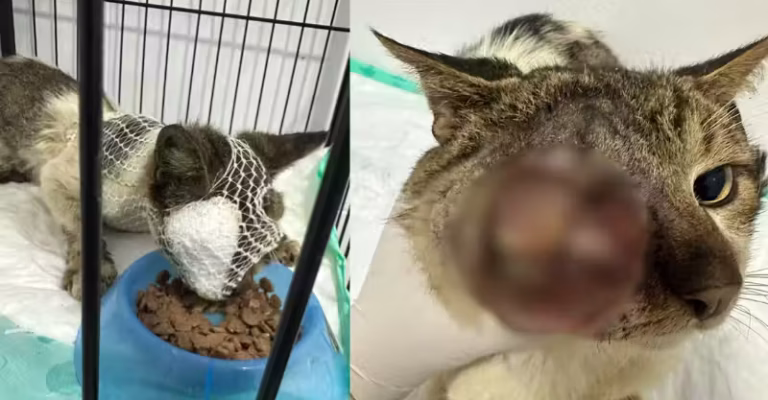 Gato sobrevive após ter rosto devorado por larvas e precisa de ajuda para continuar tratamento - News Rondônia