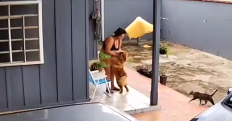 Cão que atacou tutora e arrancou parte de seu lábio é sacrificado em Ji-Paraná - News Rondônia
