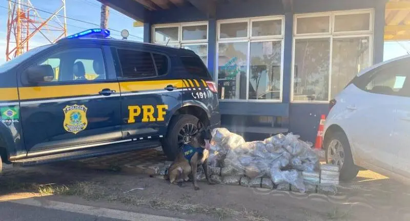 PRF apreende 84 kg de skunk e prende homem na BR-364