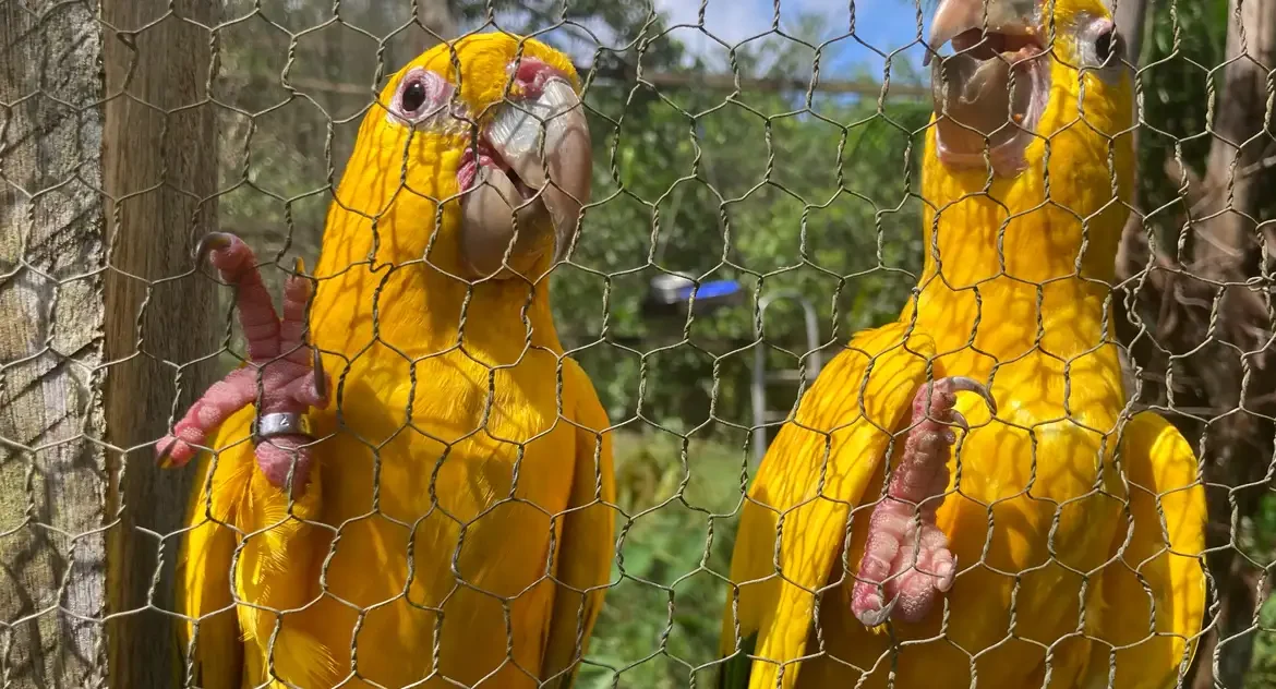 Ararajubas vítimas do tráfico enfrentam dificuldade de reabilitação enquanto cresce demanda por animais silvestres como pets no Brasil