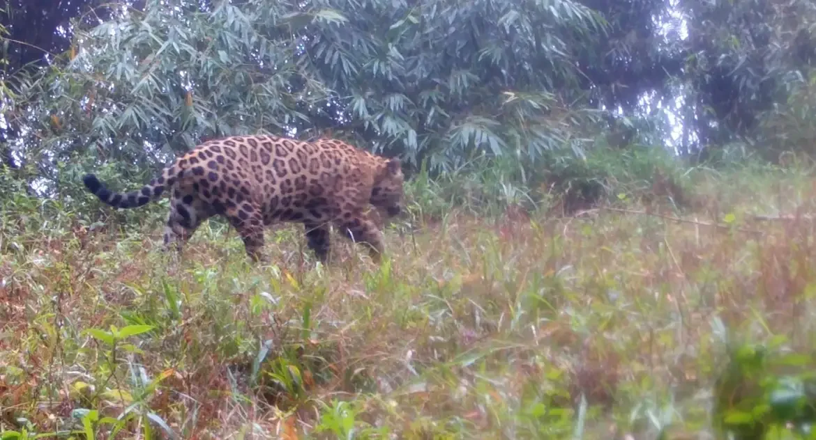 Projeto Genômica da Biodiversidade Brasileira completa 2 anos com 23 genomas de referência, incluindo onça-pintada e ararajuba