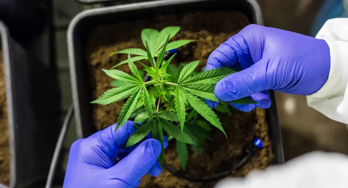 Congresso Brasileiro da Cannabis Medicinal destaca módulo Agro Tech Cannabis e potencial do cânhamo industrial no agronegócio