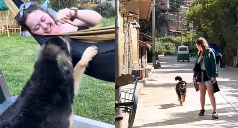 Turista adota cachorrinho que a protegeu durante as férias todas - News Rondônia
