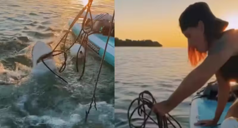 Mulher resgata tubarão preso em rede de pesca, com as próprias mãos - News Rondônia