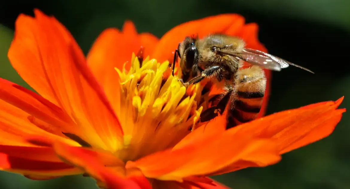 Especialistas alertam que guerras, microplásticos e luz artificial ameaçam abelhas, fundamentais para a biodiversidade, no Dia Mundial das Abelhas