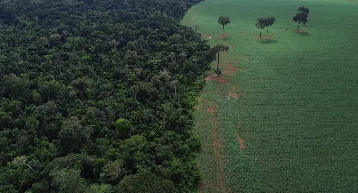 Brasil lidera recorde de perda de floresta tropical primária em 2024, com incêndios respondendo por 42% da devastação nos trópicos