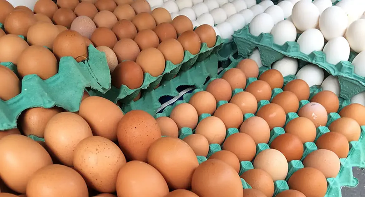 Governo rastreia e destrói ovos de granja com foco de gripe aviária para conter disseminação do vírus