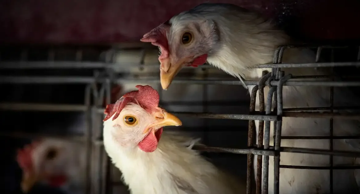 FAO alerta para avanço da gripe aviária na América Latina após primeiro caso em aves comerciais no Brasil