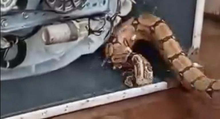 Bombeiros resgatam Jiboia de máquina de lavar em residência