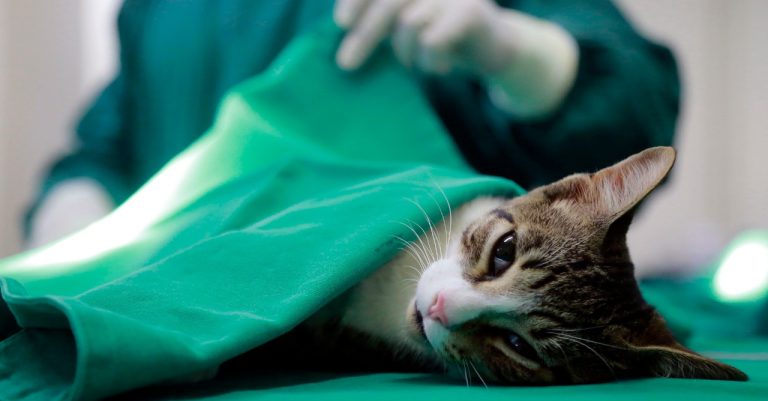 Inscrições para "Castra Mais Rondônia" em Jaru já estão abertas; 800 animais devem ser castrados durante a ação que acontece de 12 a 18 de junho - News Rondônia