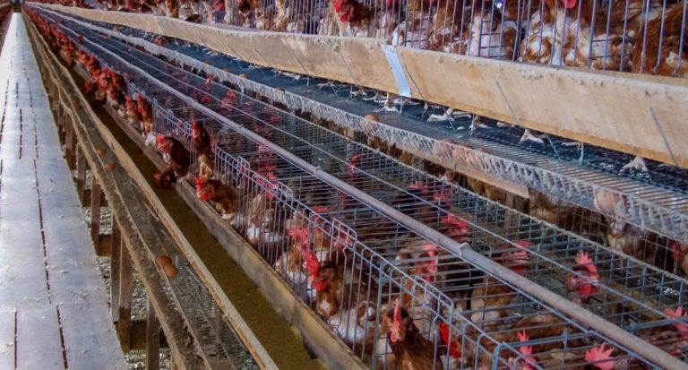 Governo de RO reforça importância da biossegurança na prevenção da influenza aviária - News Rondônia