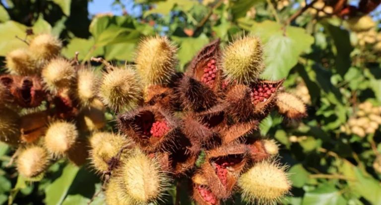 Governo de RO incentiva cultivo sustentável de urucum com foco em tecnologias e manejo adequado - News Rondônia