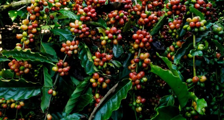 Em seis anos, Rondônia dobra Valor Bruto da Produção Agropecuária e mantém 2º lugar no Norte - News Rondônia